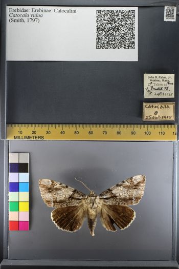Media type: image;   Entomology 741280